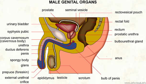 Male genital organs